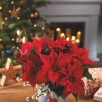 Top 10 Flowers To Say Merry Christmas